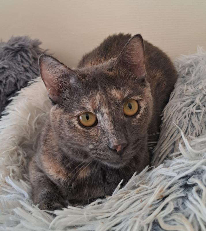 Athena
