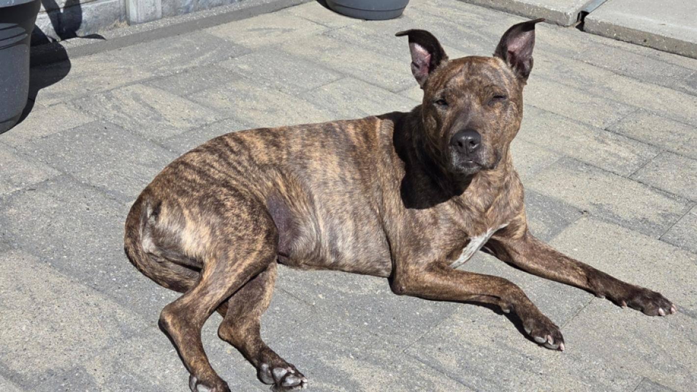 Tessy