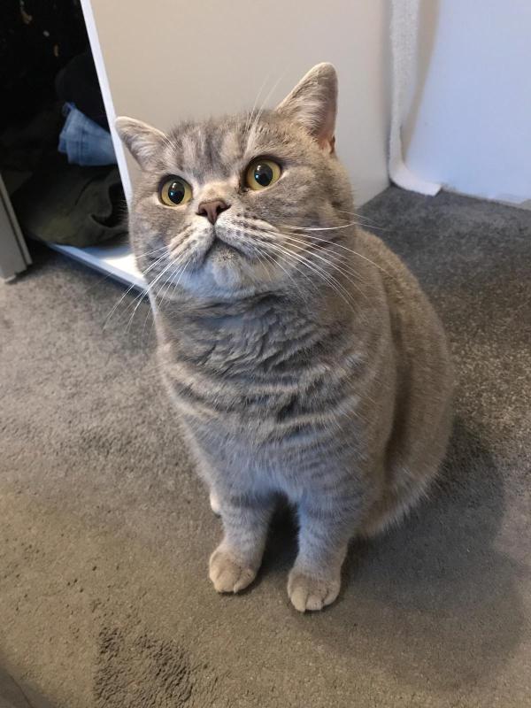 Daisy