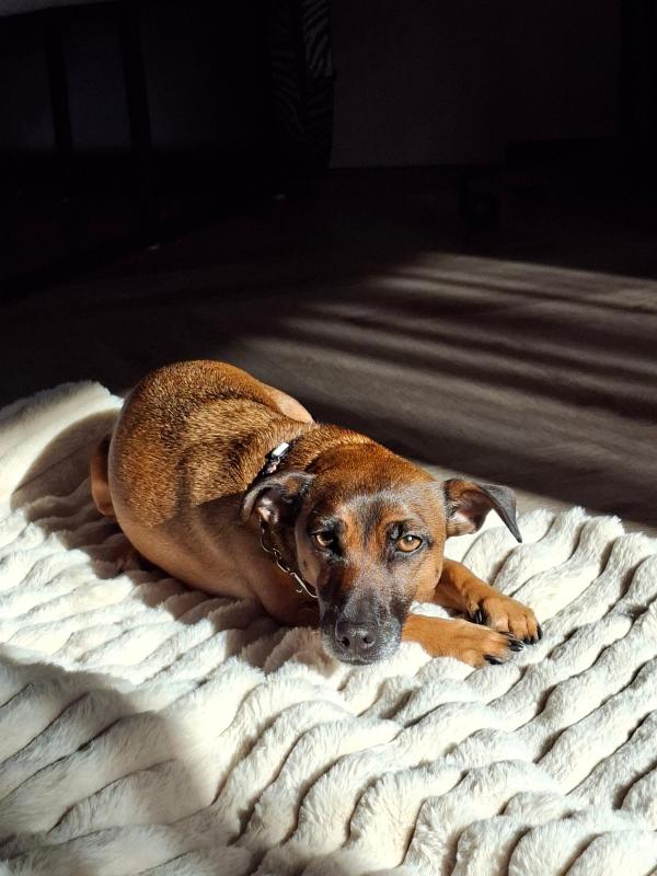 Hazel