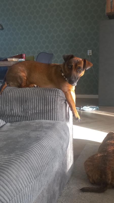 Hazel