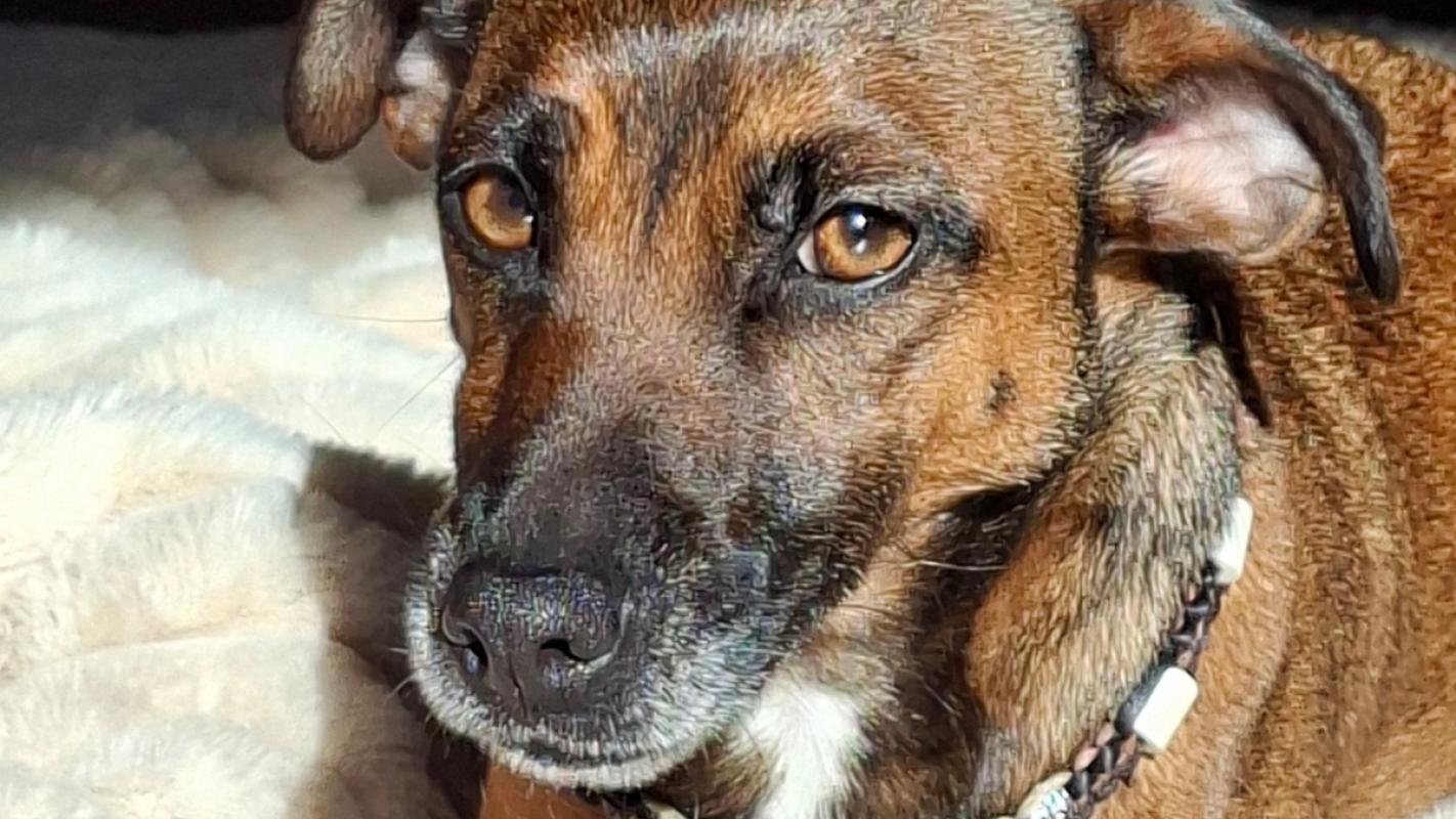 Hazel