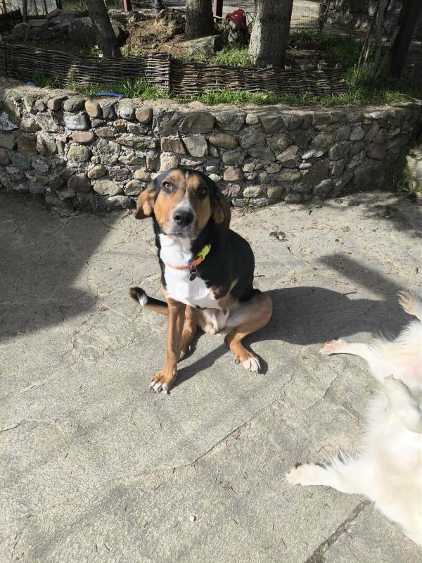 Ollie