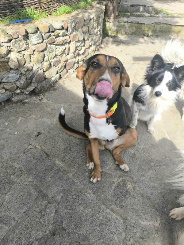Ollie