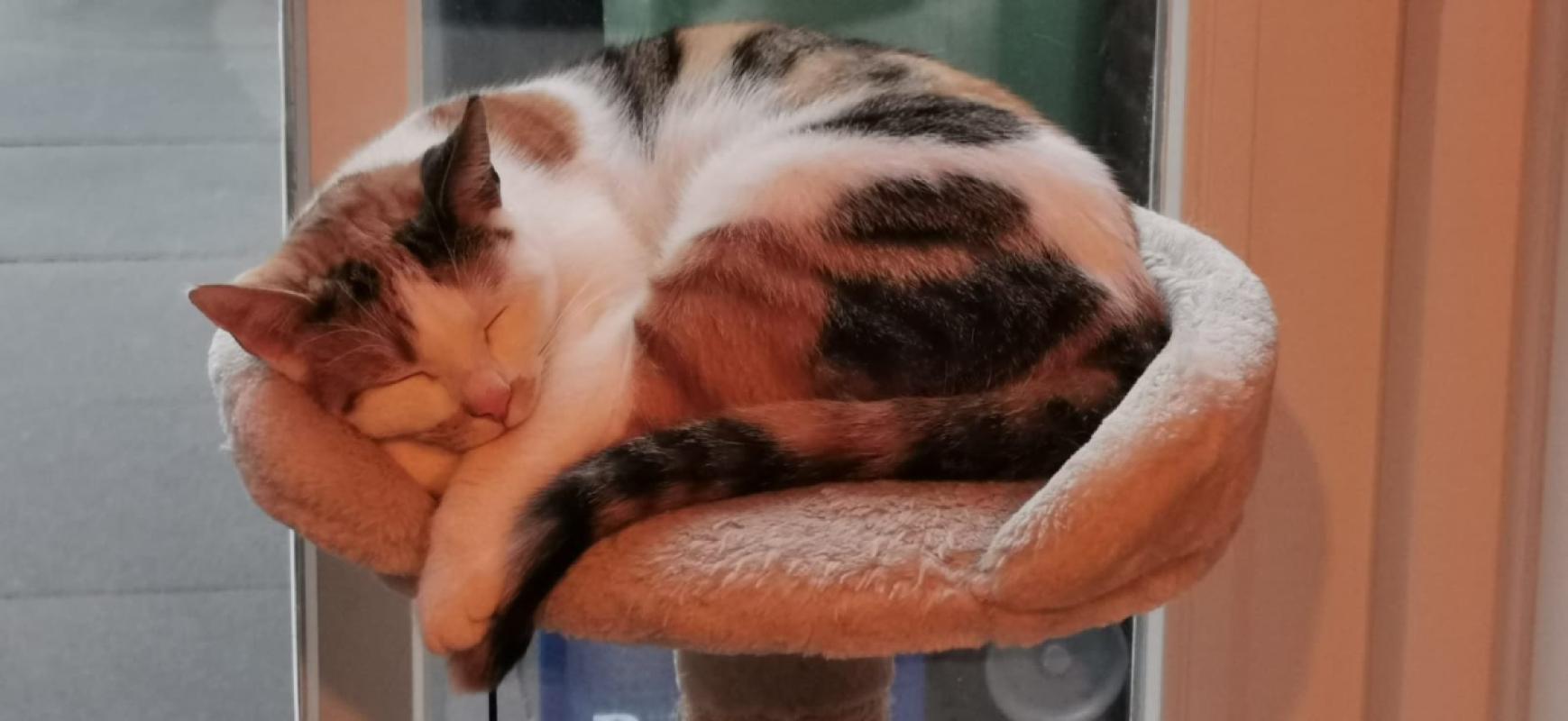 Zoë