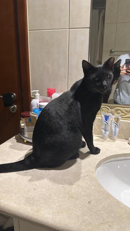 Panther