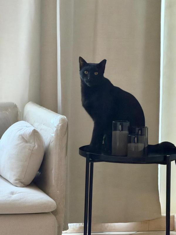 Panther