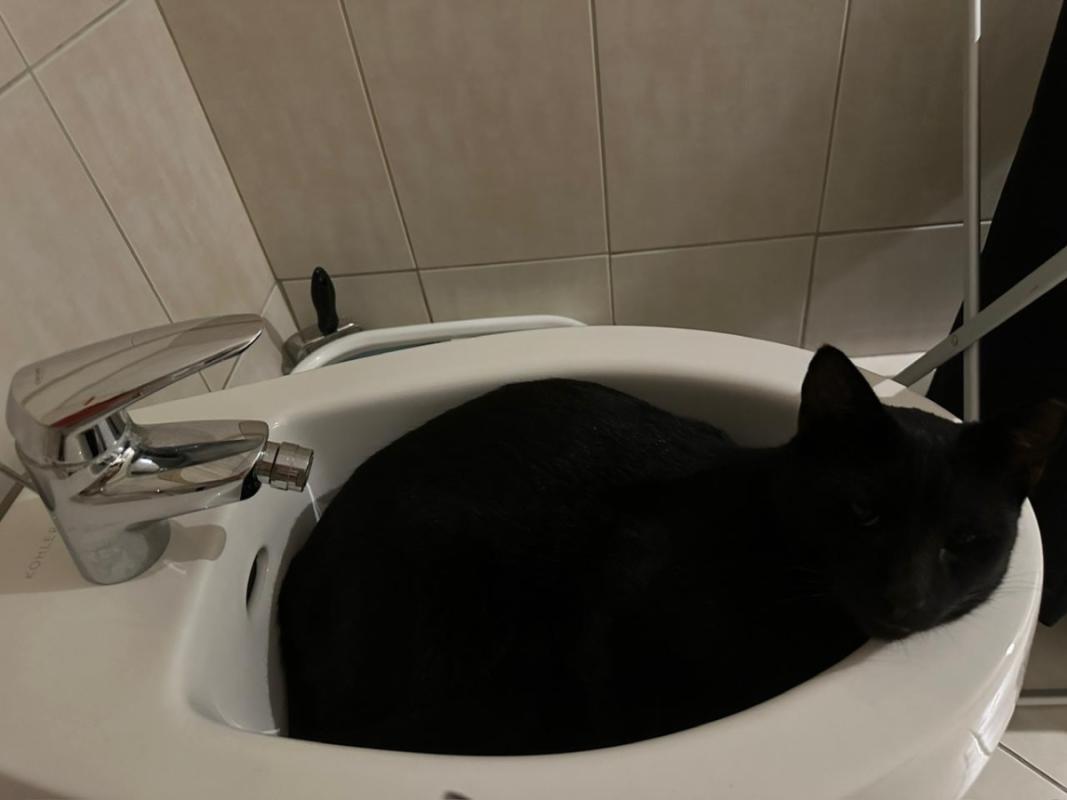 Panther