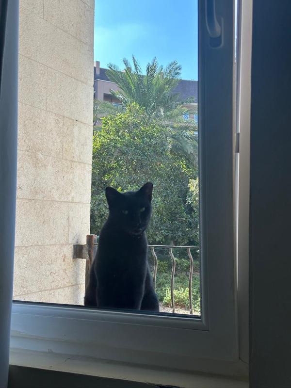 Panther