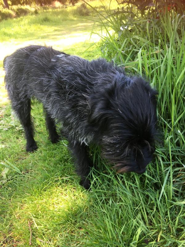 Dorus