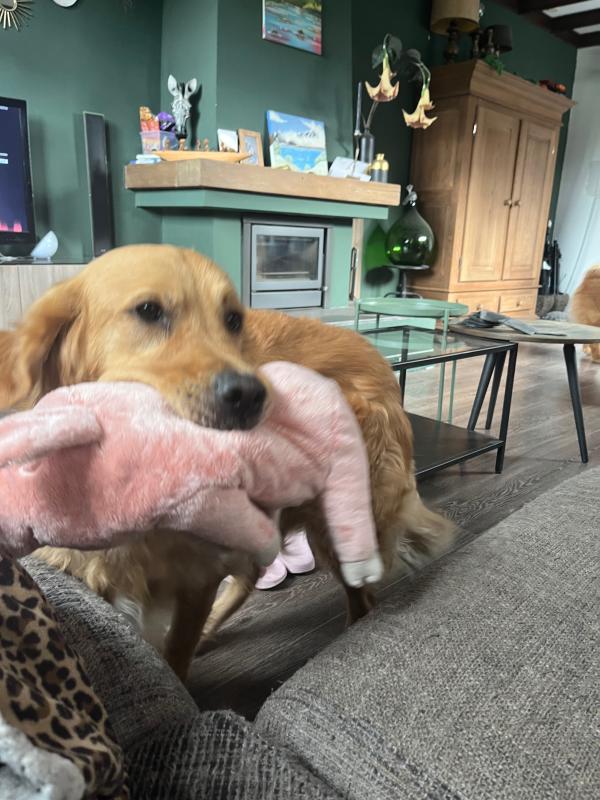 Ted(dy)