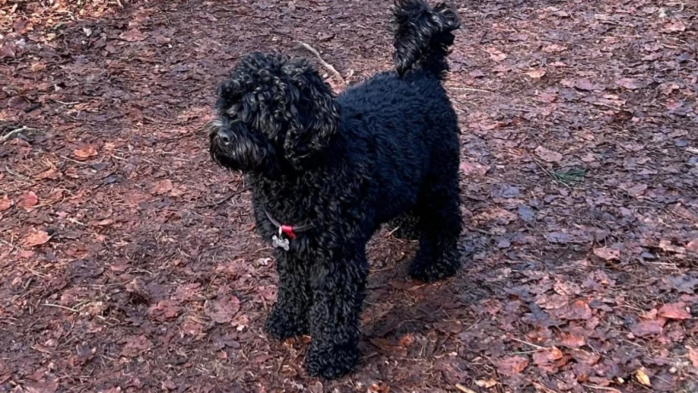 Pippa