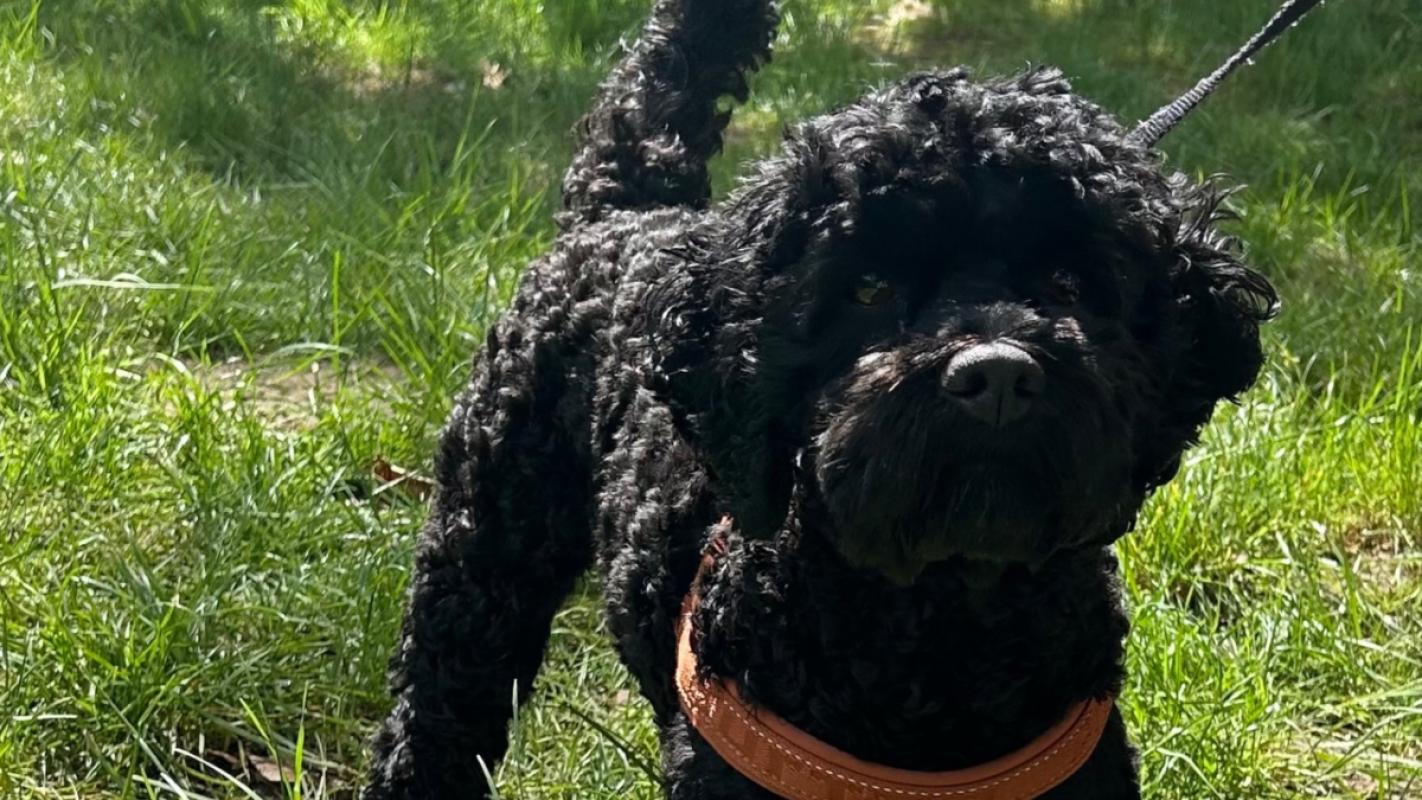 Pippa