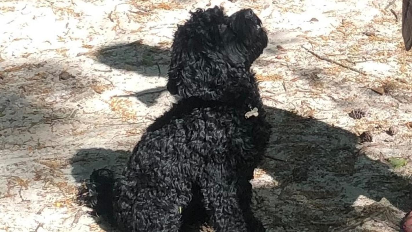 Pippa