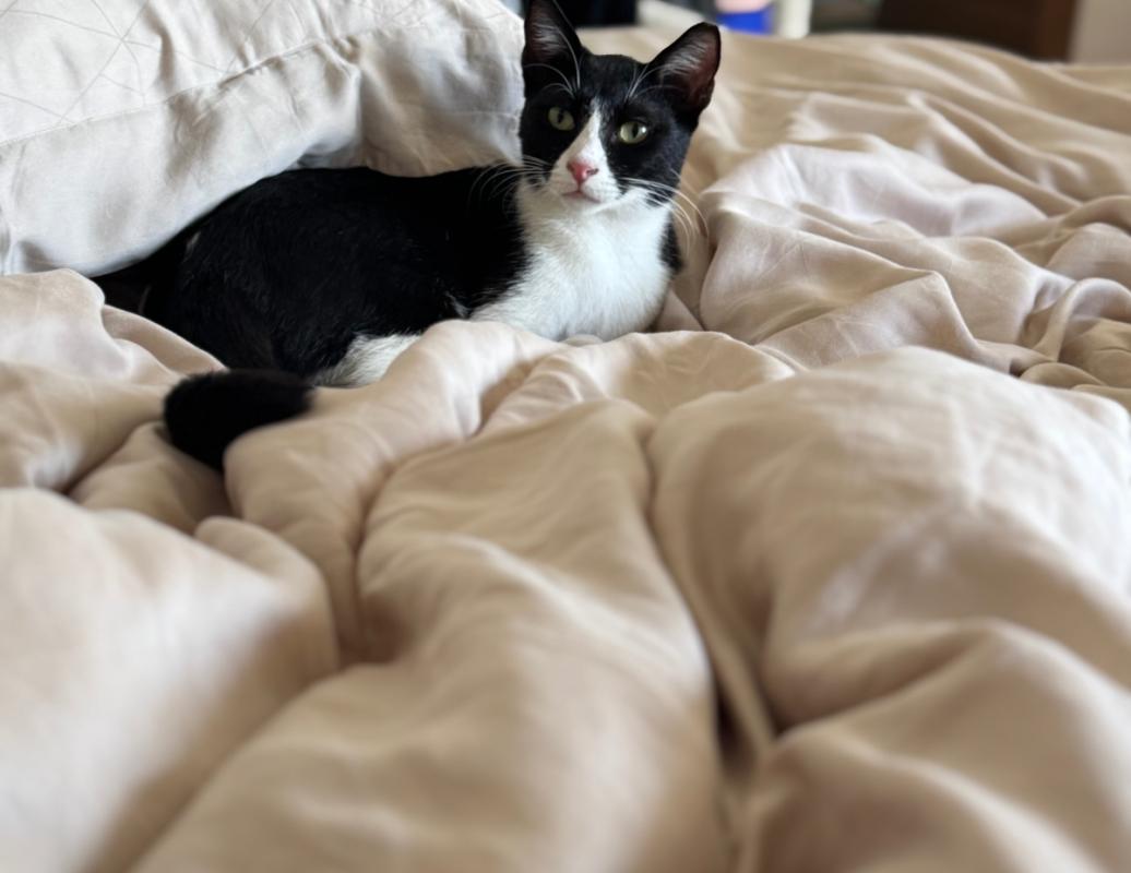 Felix
