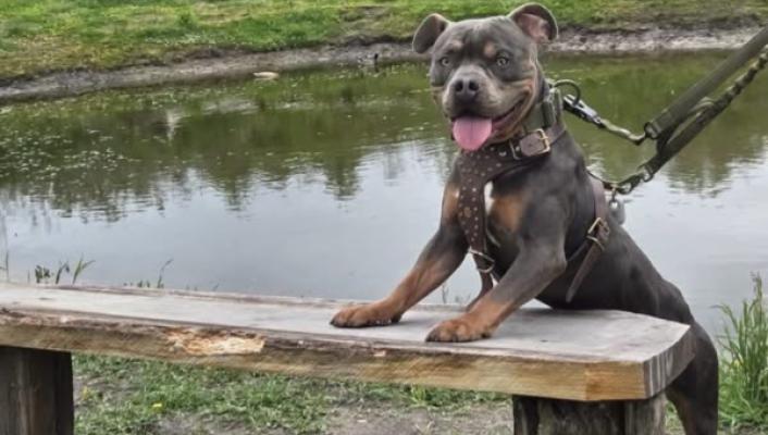 Jaxx