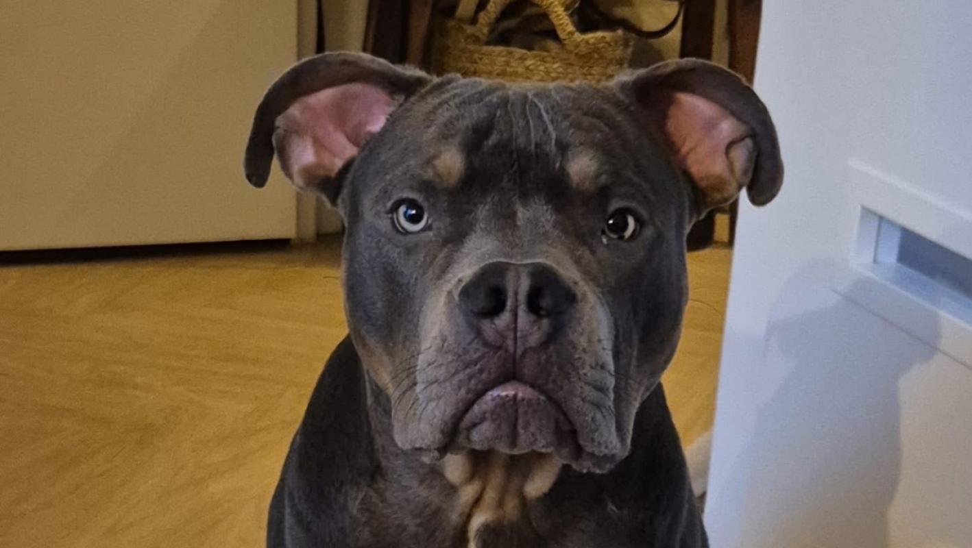 Jaxx