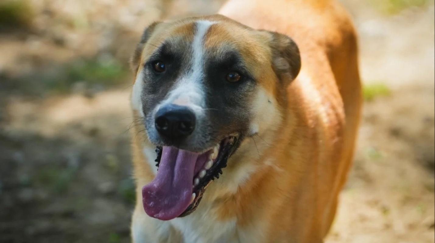 Dobri