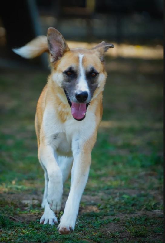 Dobri