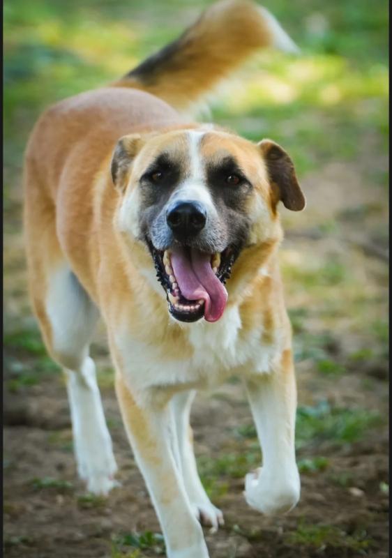 Dobri