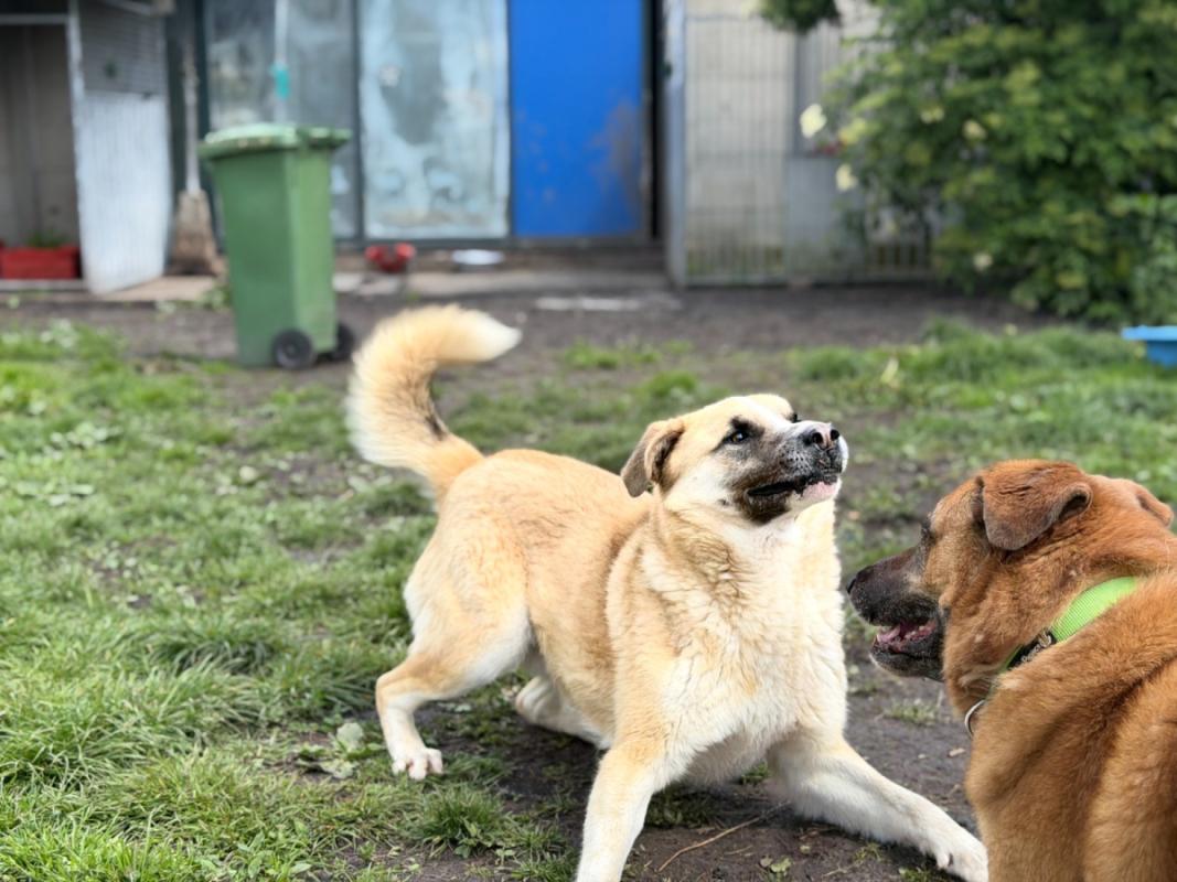 Dobri