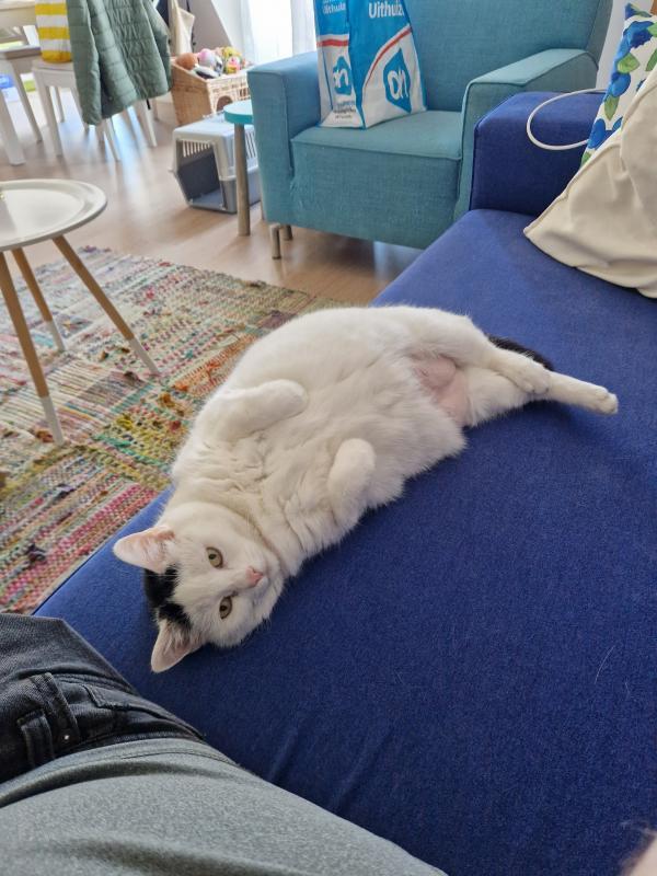 Dotje