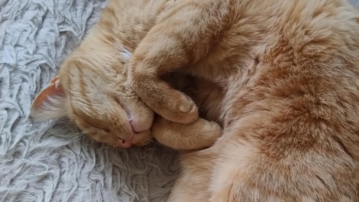 Lio