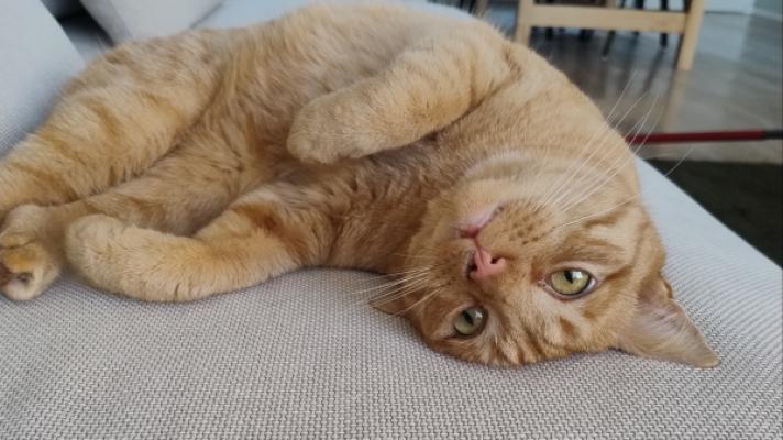 Lio