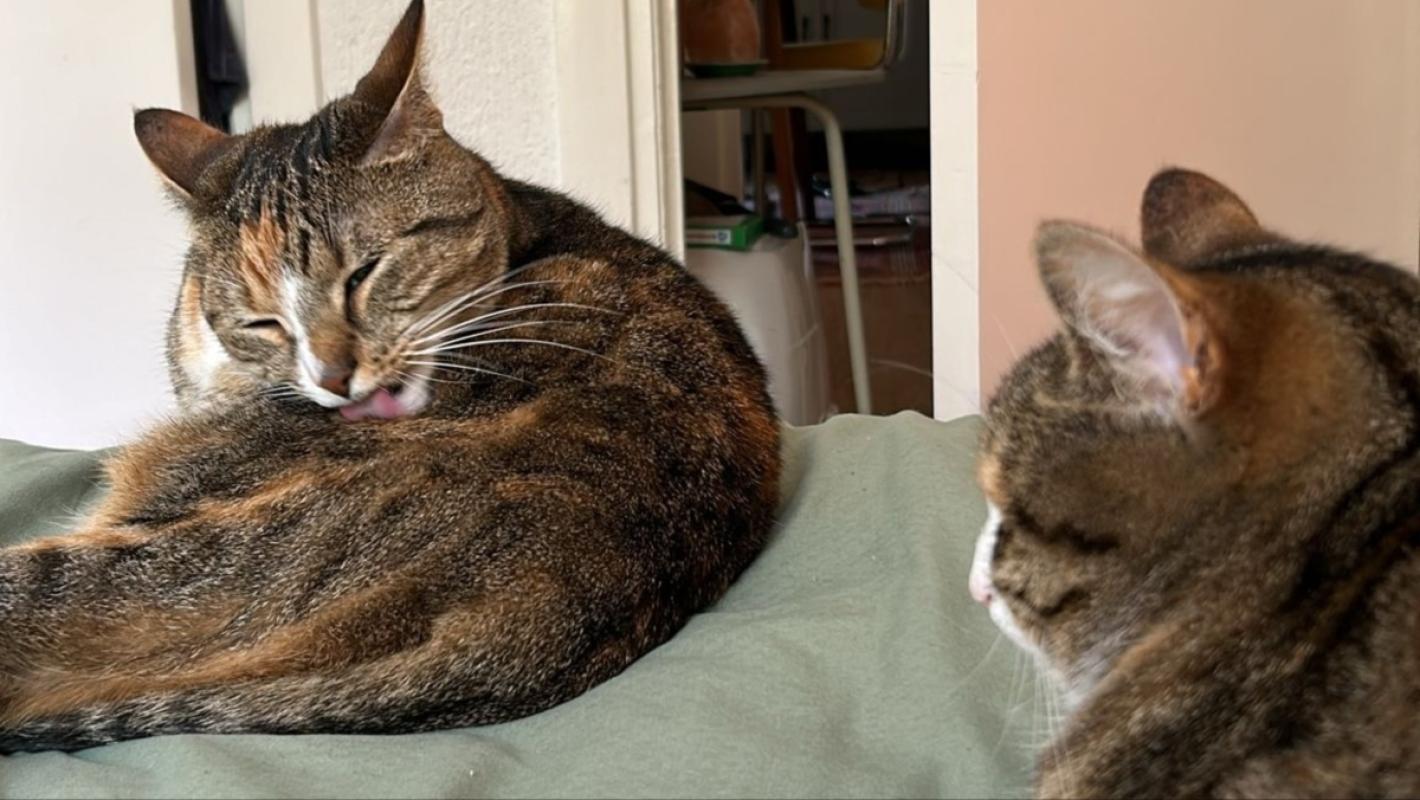 Yous
