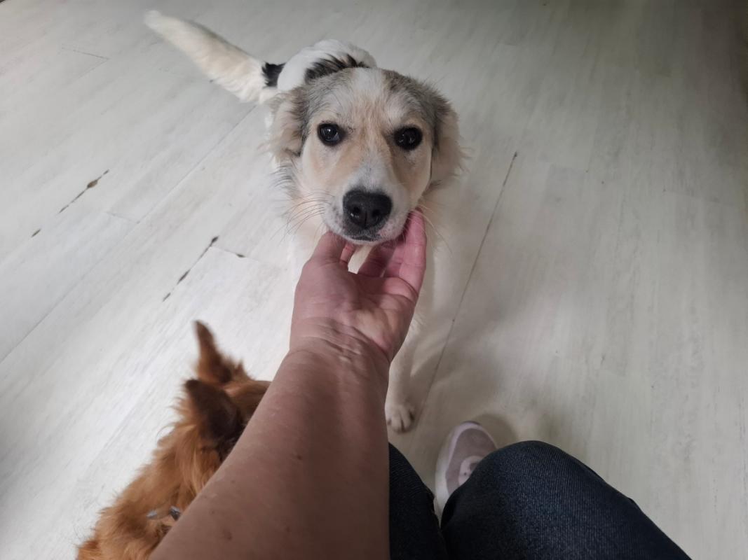 Pita