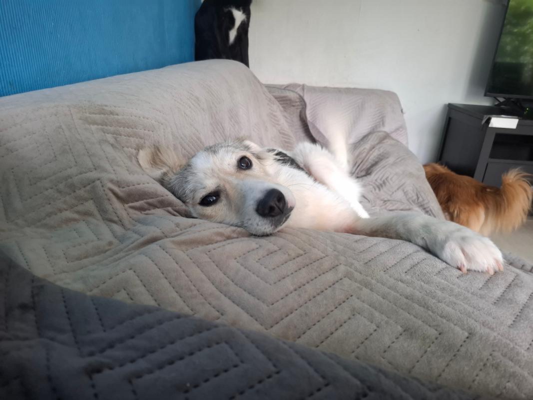 Pita