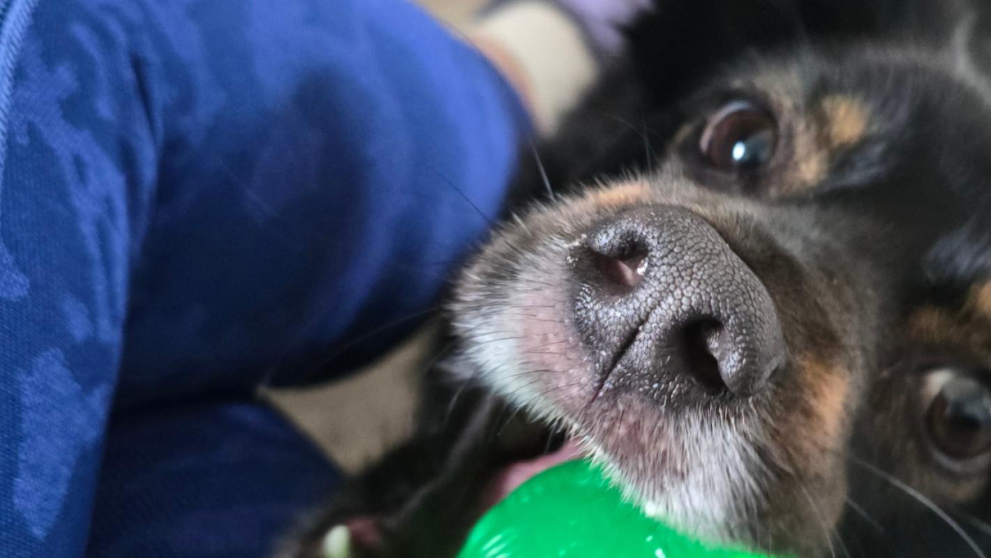 Kiwi
