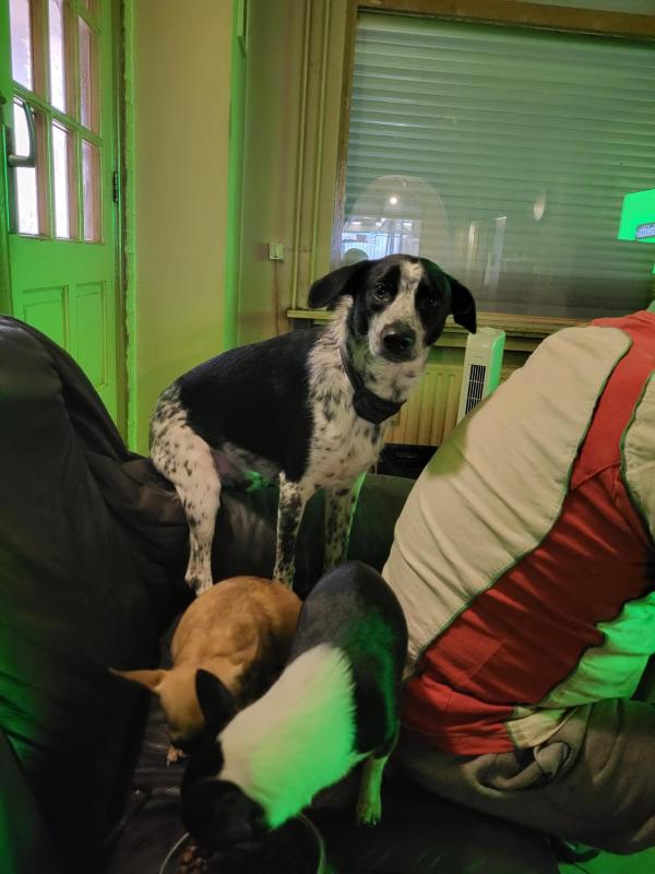 Barney Traumahond