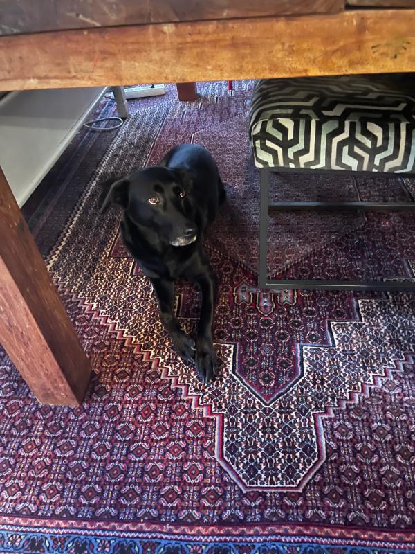 Laila