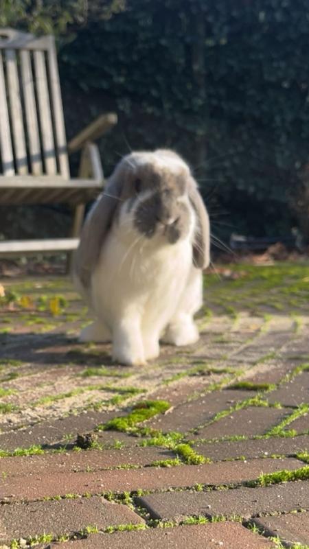 Pip