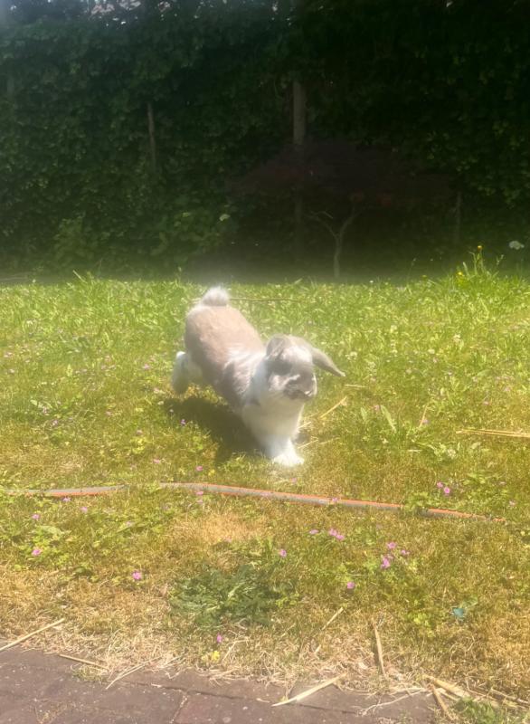 Pip
