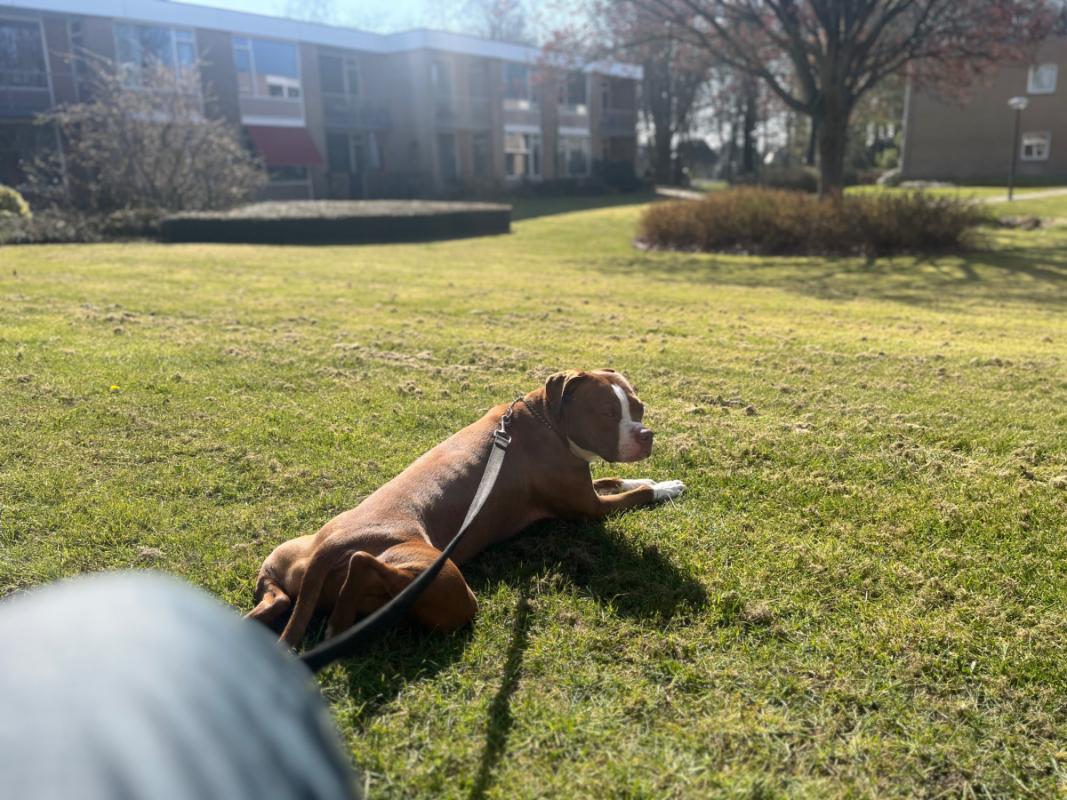Tyson
