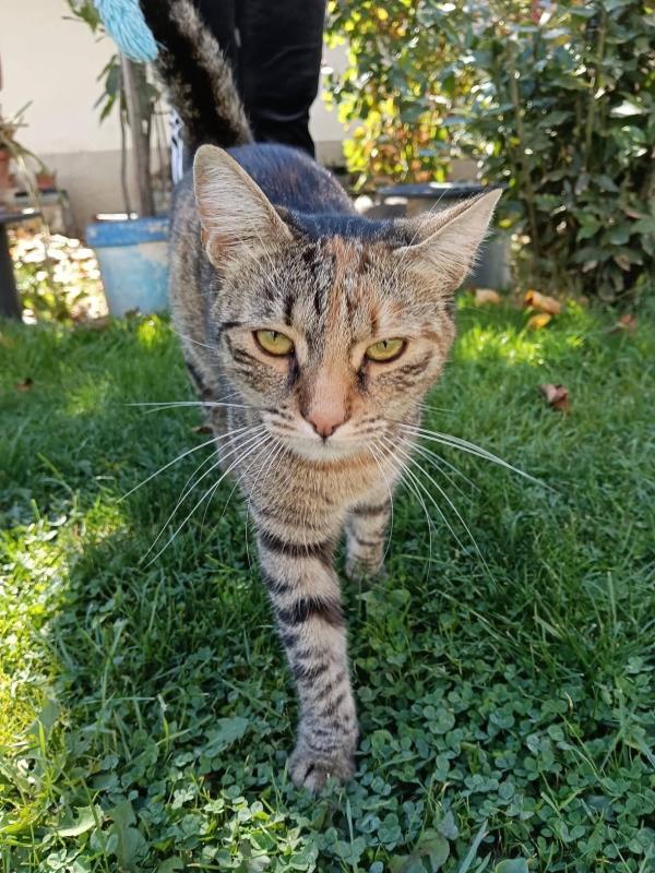 Angelina