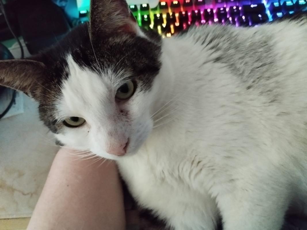 Loki