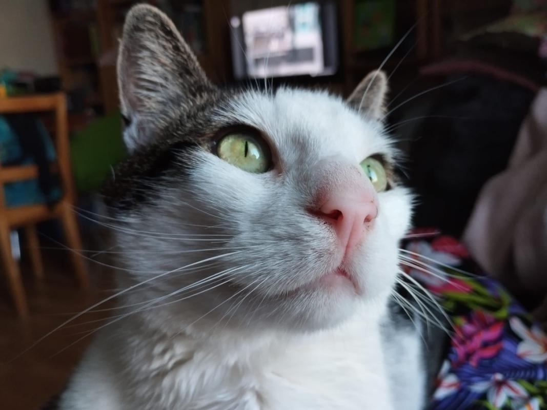 Loki