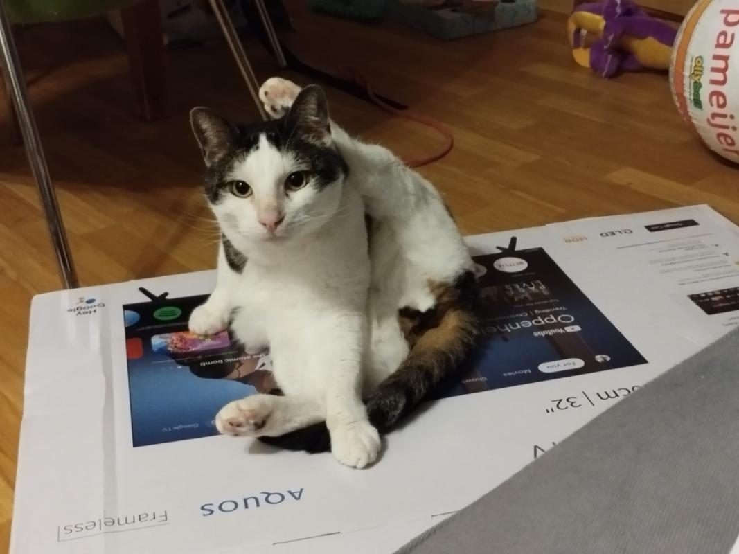 Loki