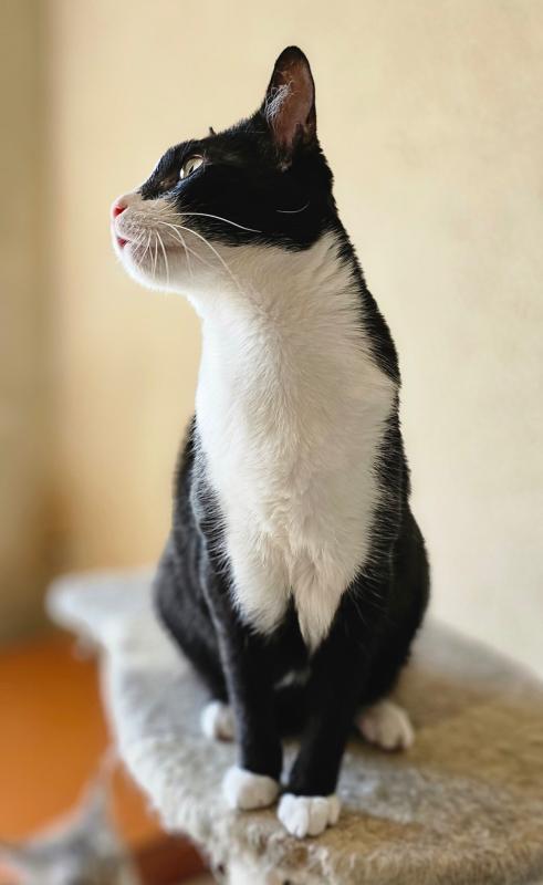 Sylvie