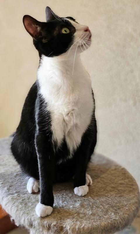 Sylvie