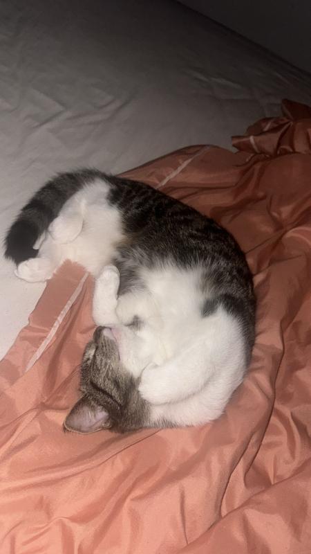 Milou