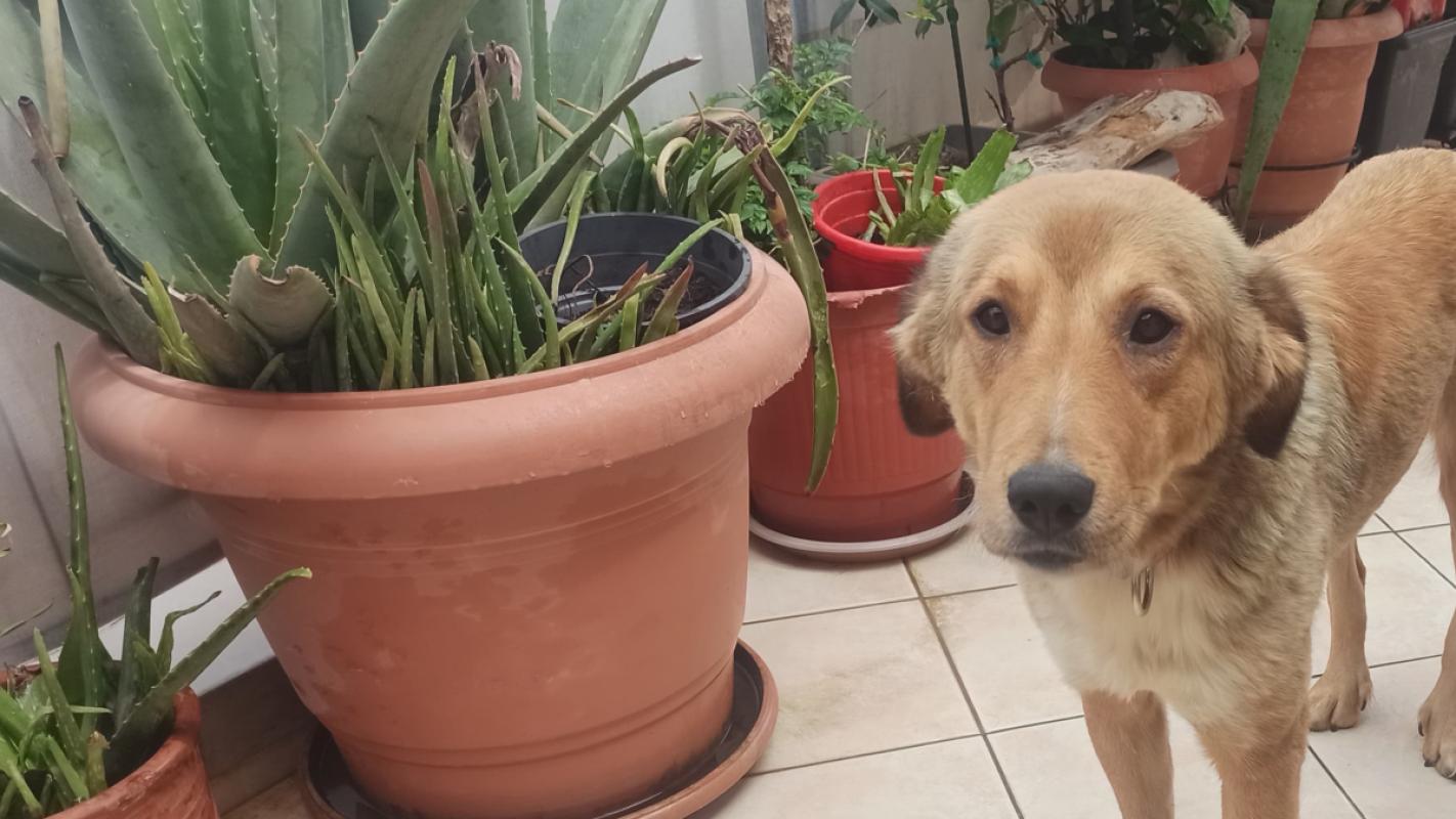 Nala