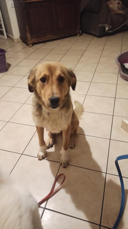 Nala