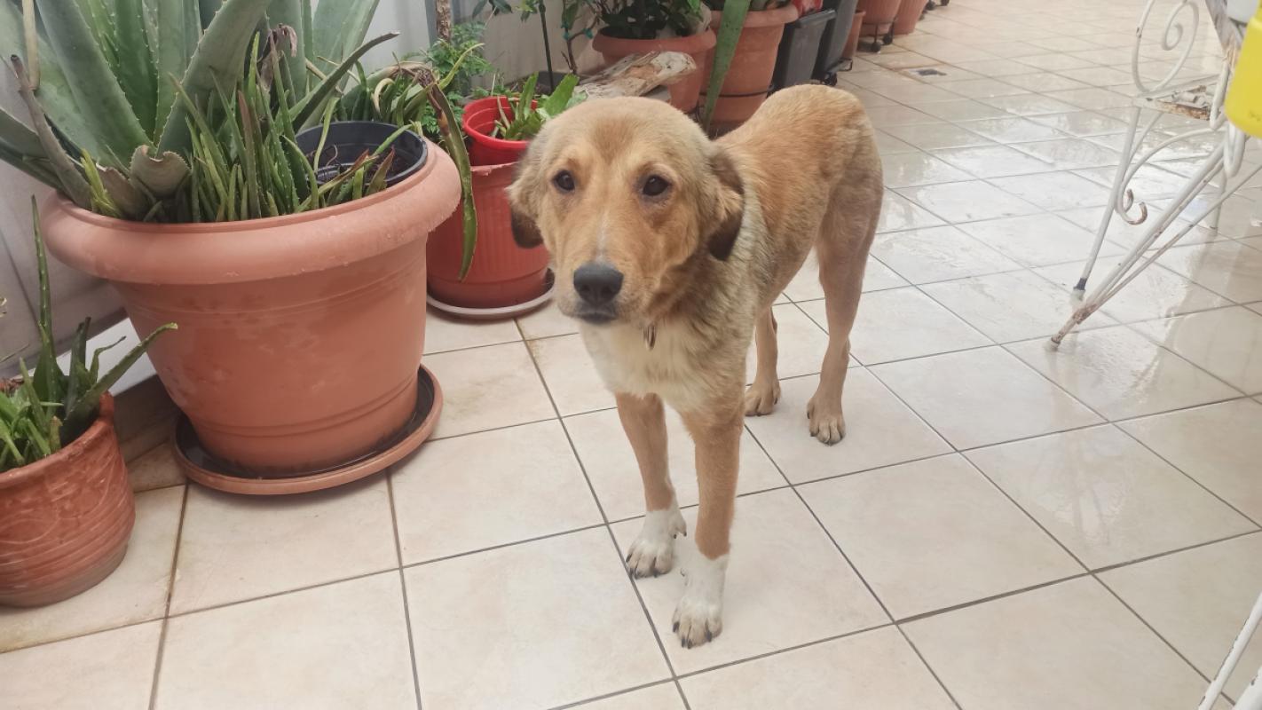Nala