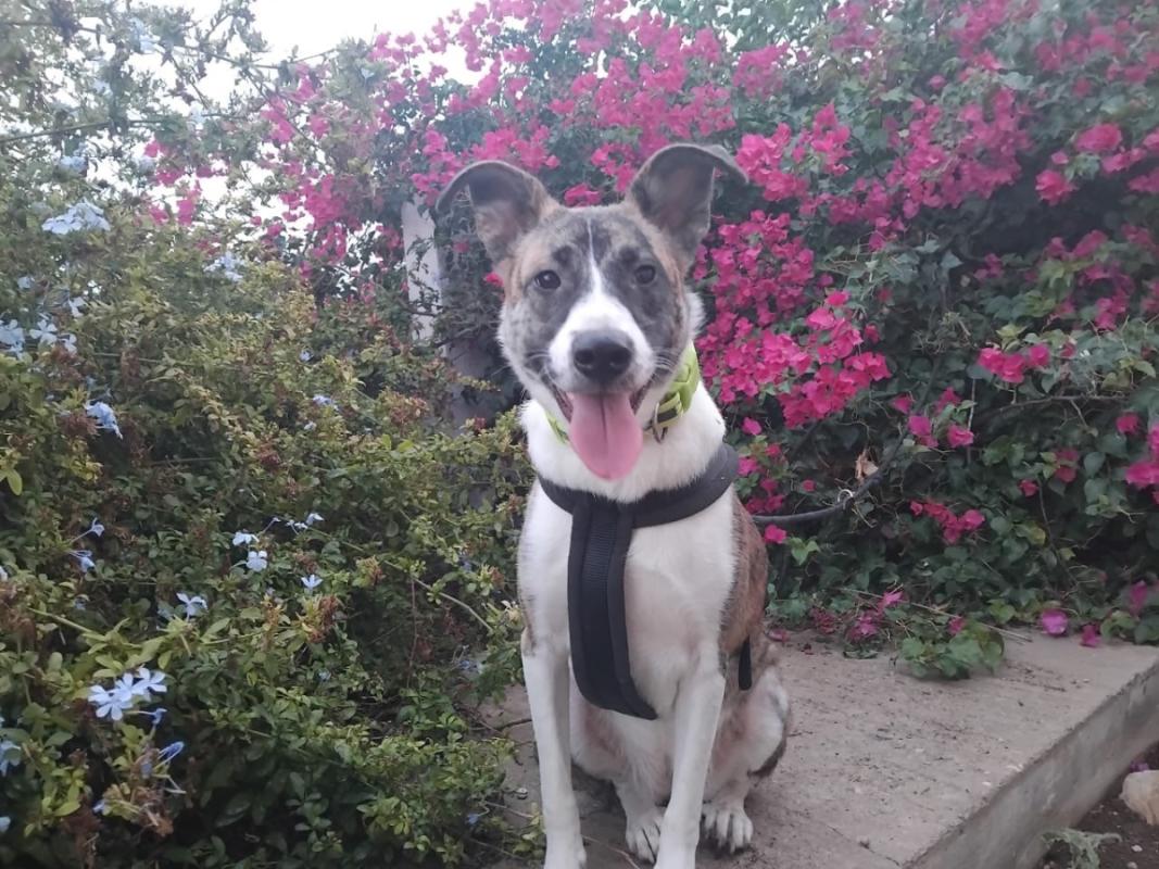 Nala