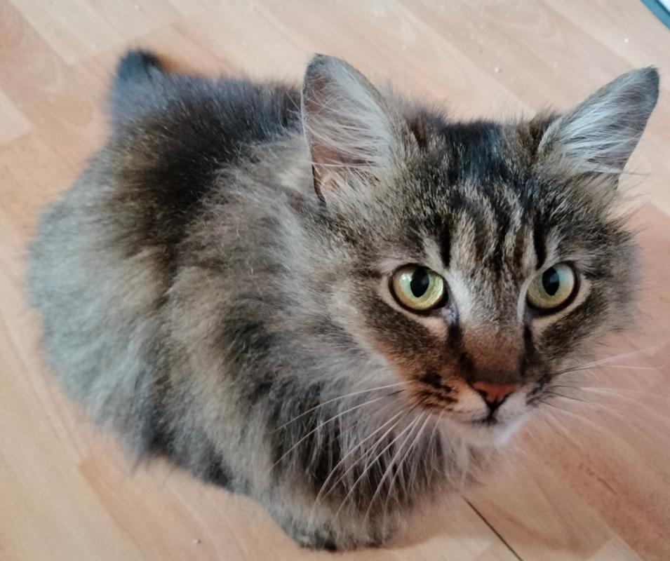 Pia