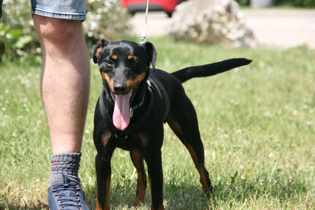 Otis